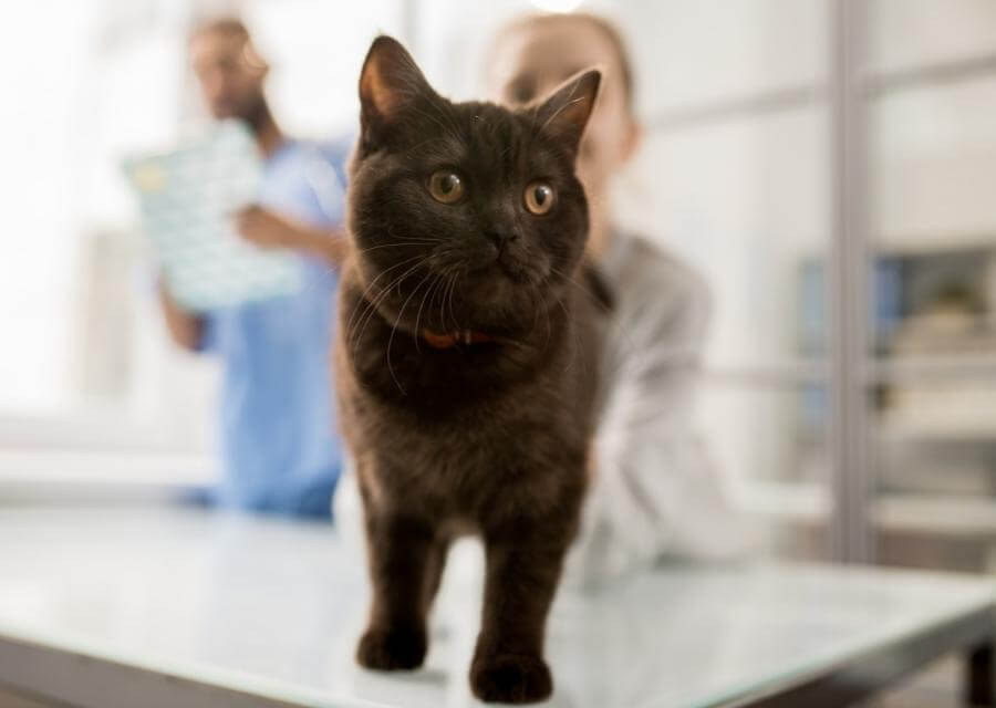 Black cat at the vet