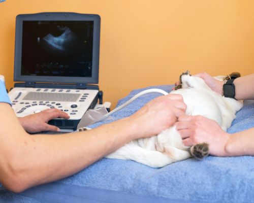 A vet using ultrasound machine to check dogs body